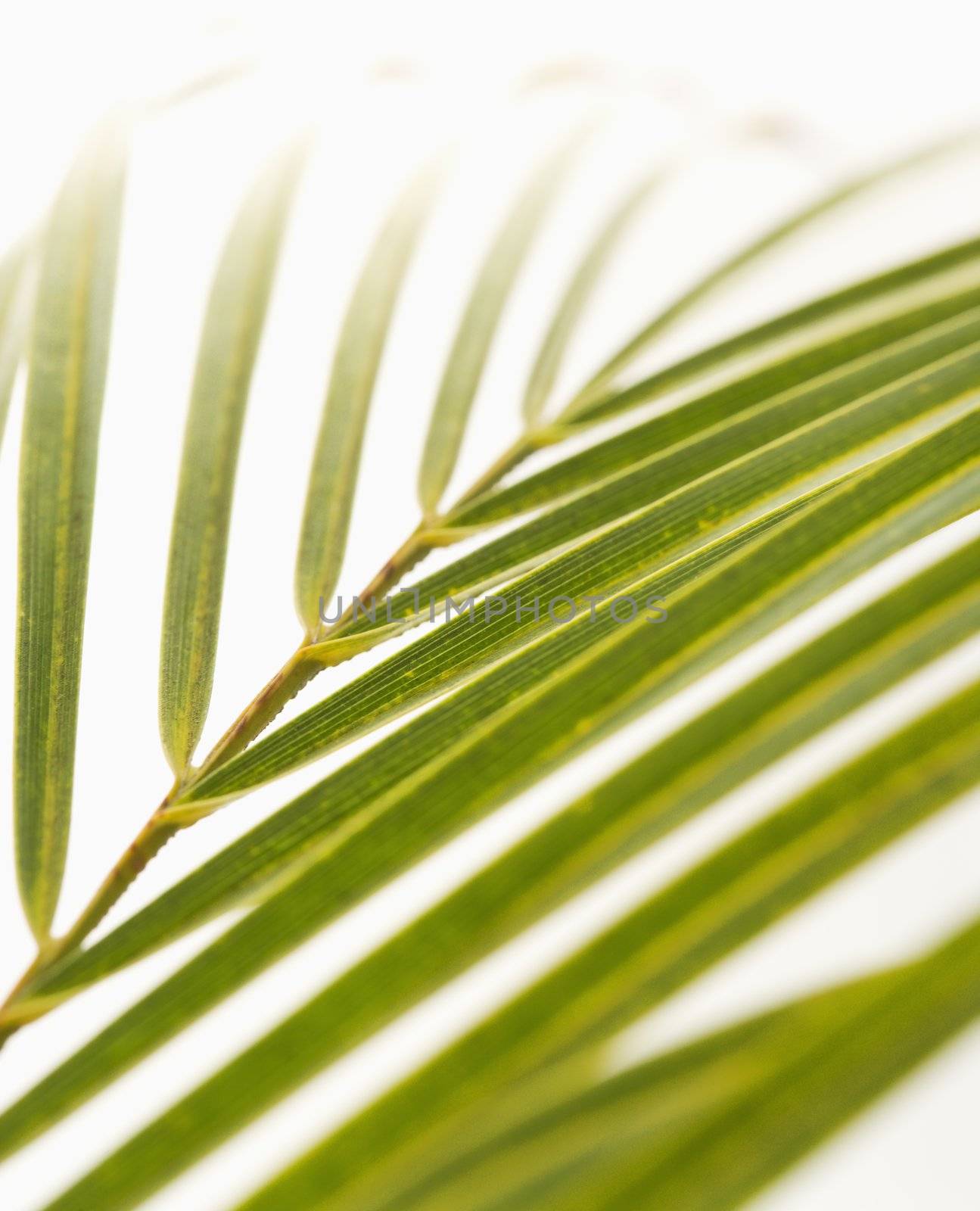 Palm frond on white. by iofoto