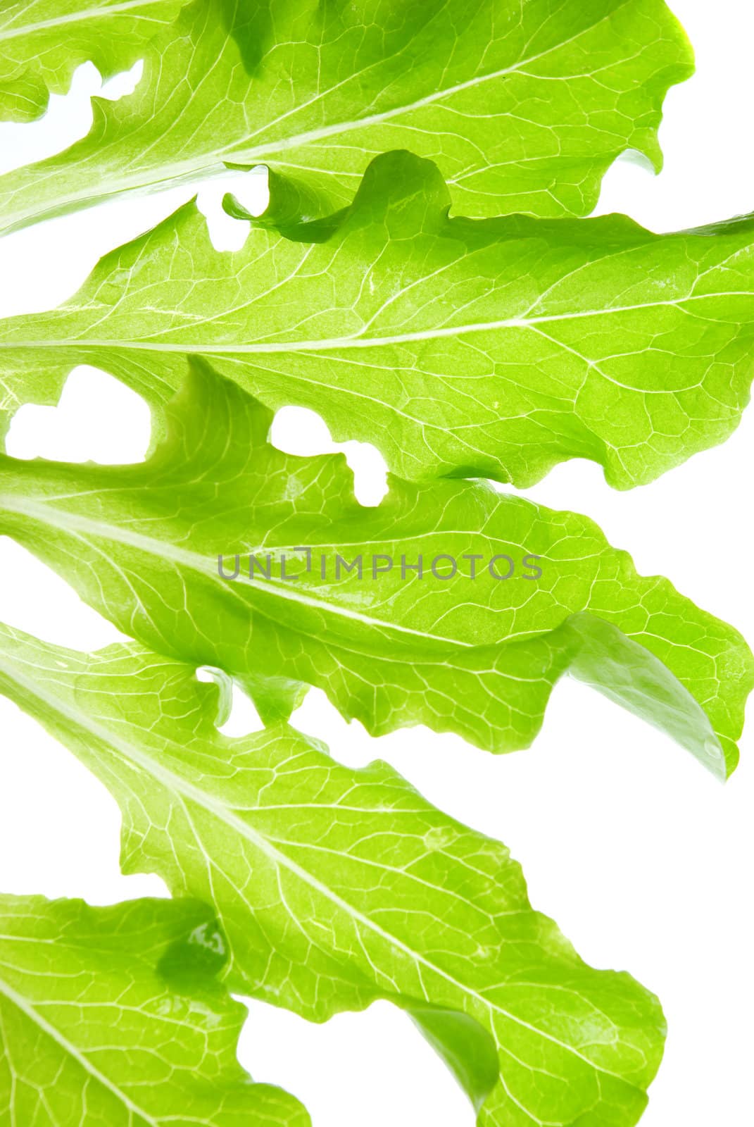 Green salads leaves on a white background.isolated