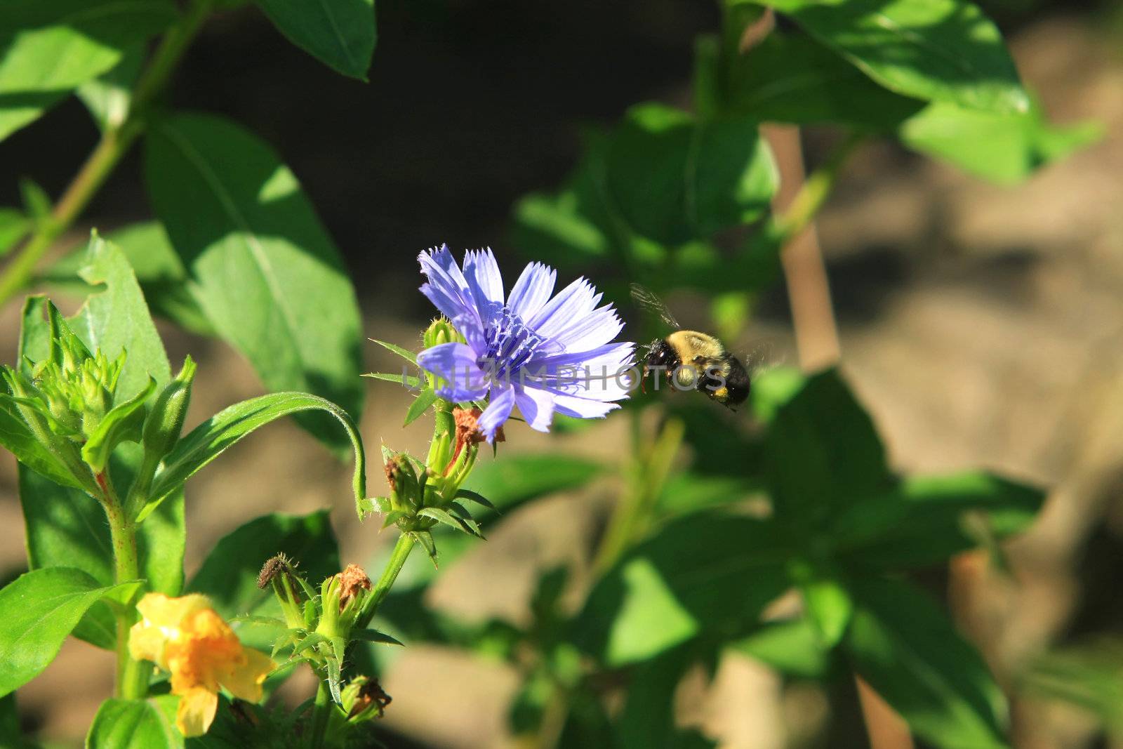 Bumble Bee Feeding On Chickory In Morning Sun