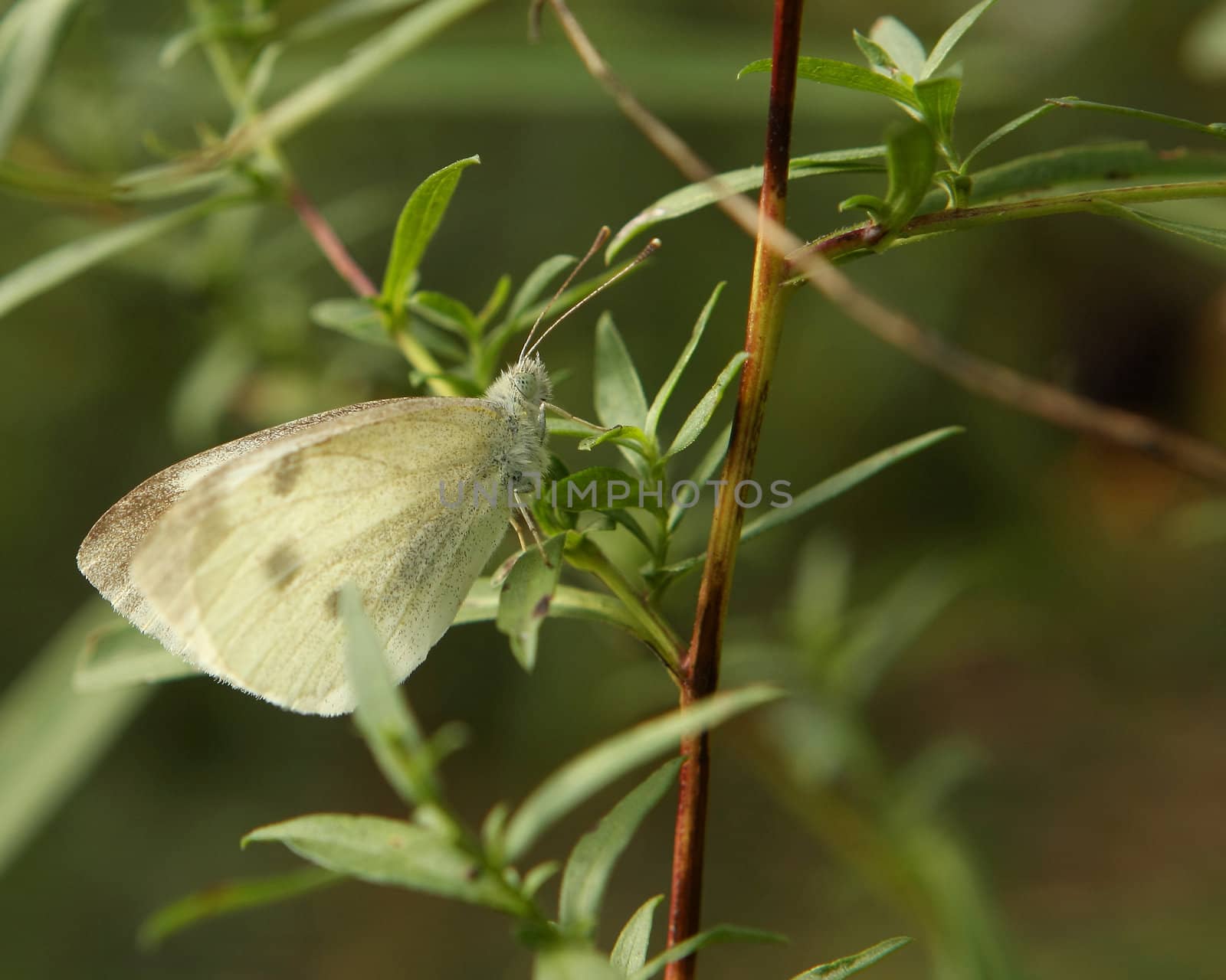 Cabbage White Butterfly - Pieris rapae Resting In Morning Sun