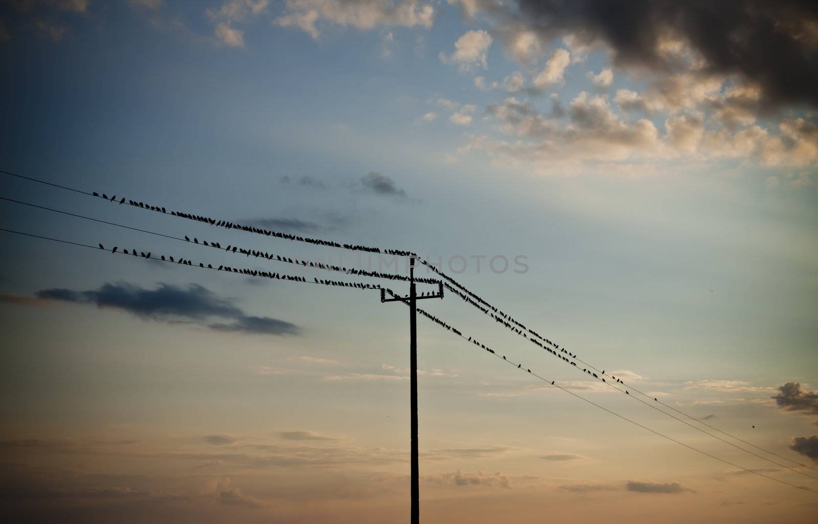 some small birds sitting on high tension wires