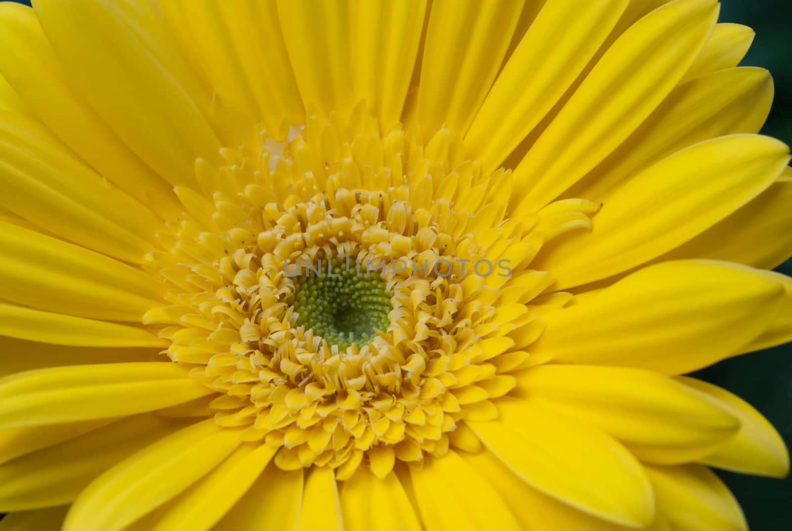 Yellow gerbera close-up / macro shot.