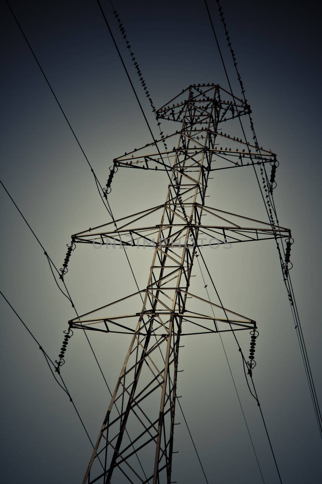 some small birds sitting on high tension wires