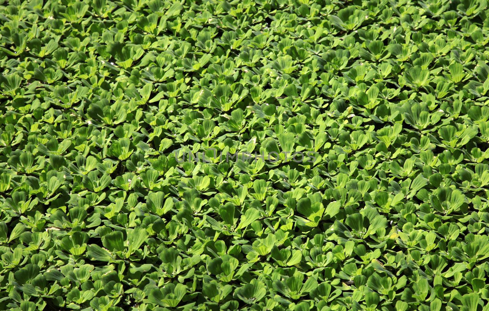 Green leaves in water. A background plants