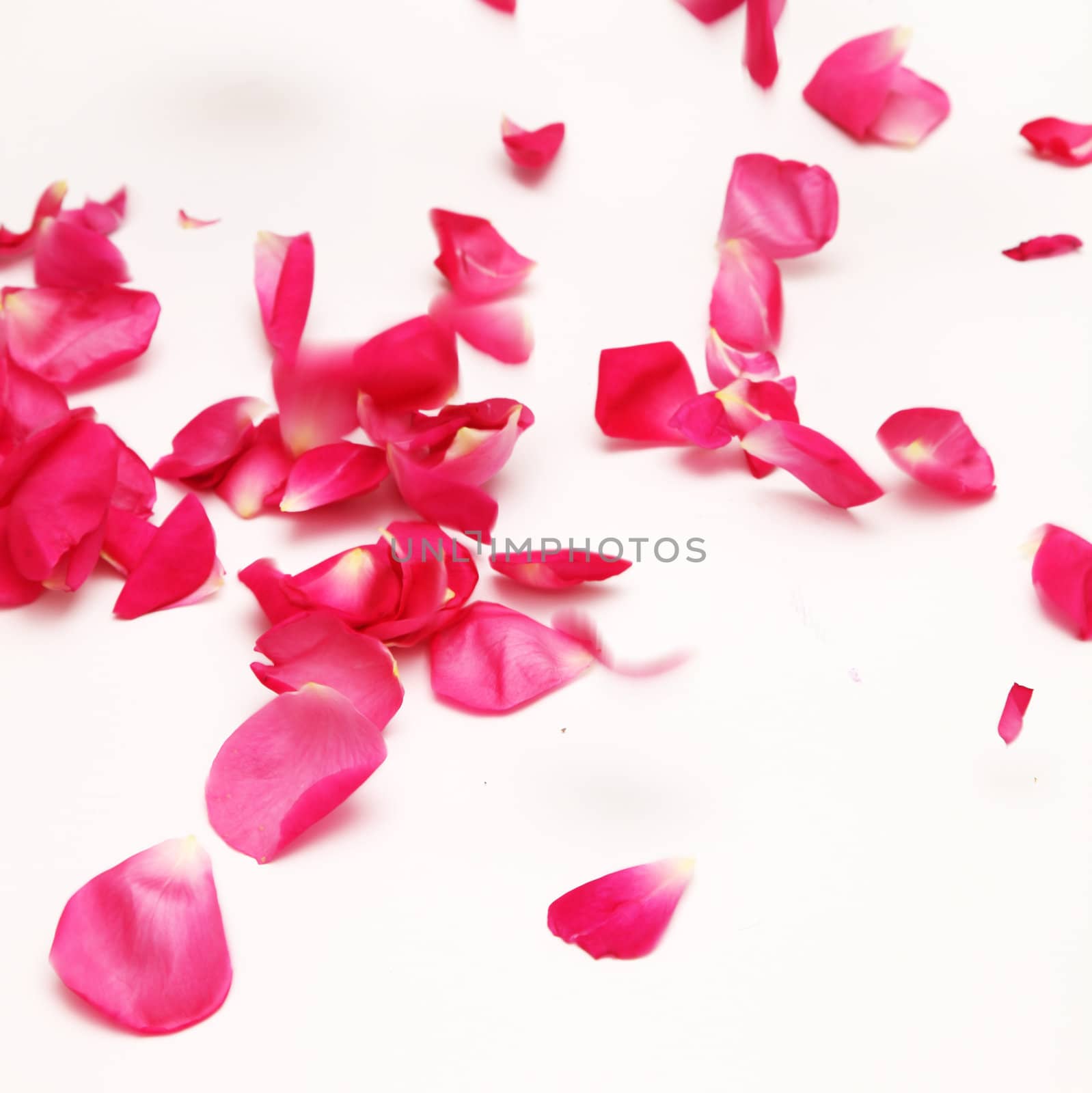 Close-up flying rose petals - square