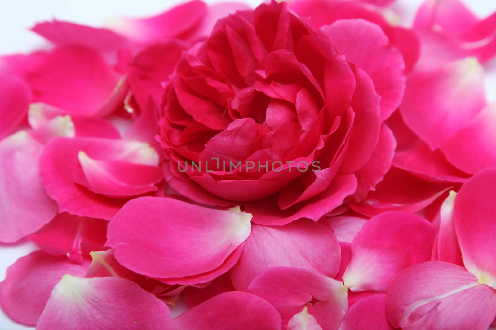 Rose petals, close-up