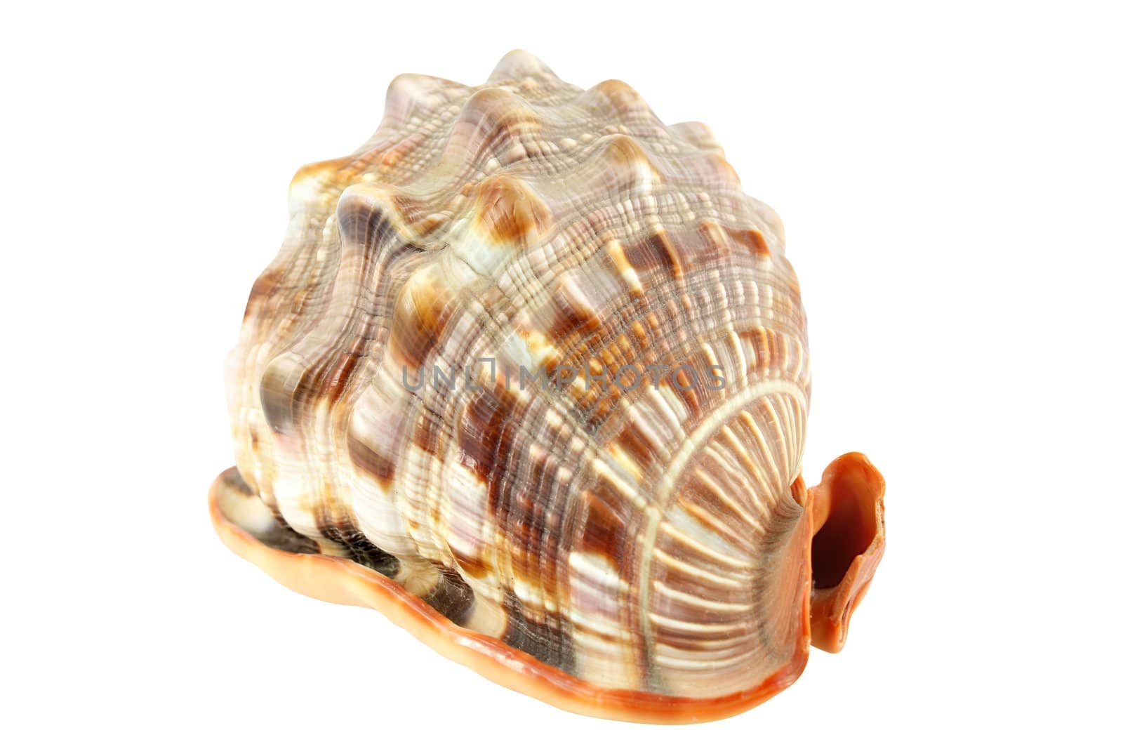 shell isolated on white by goce
