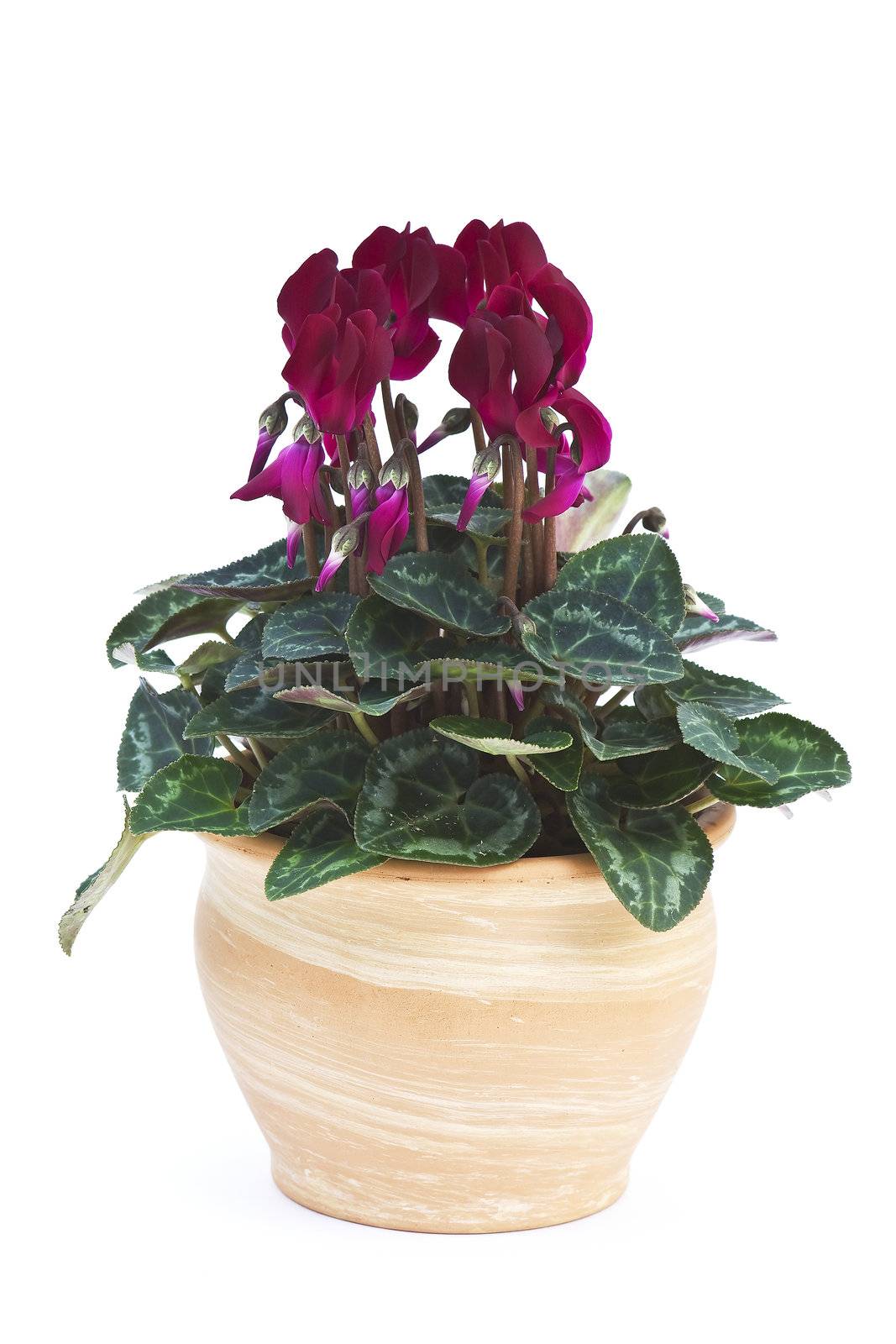 cyclamen flowerpot by miradrozdowski