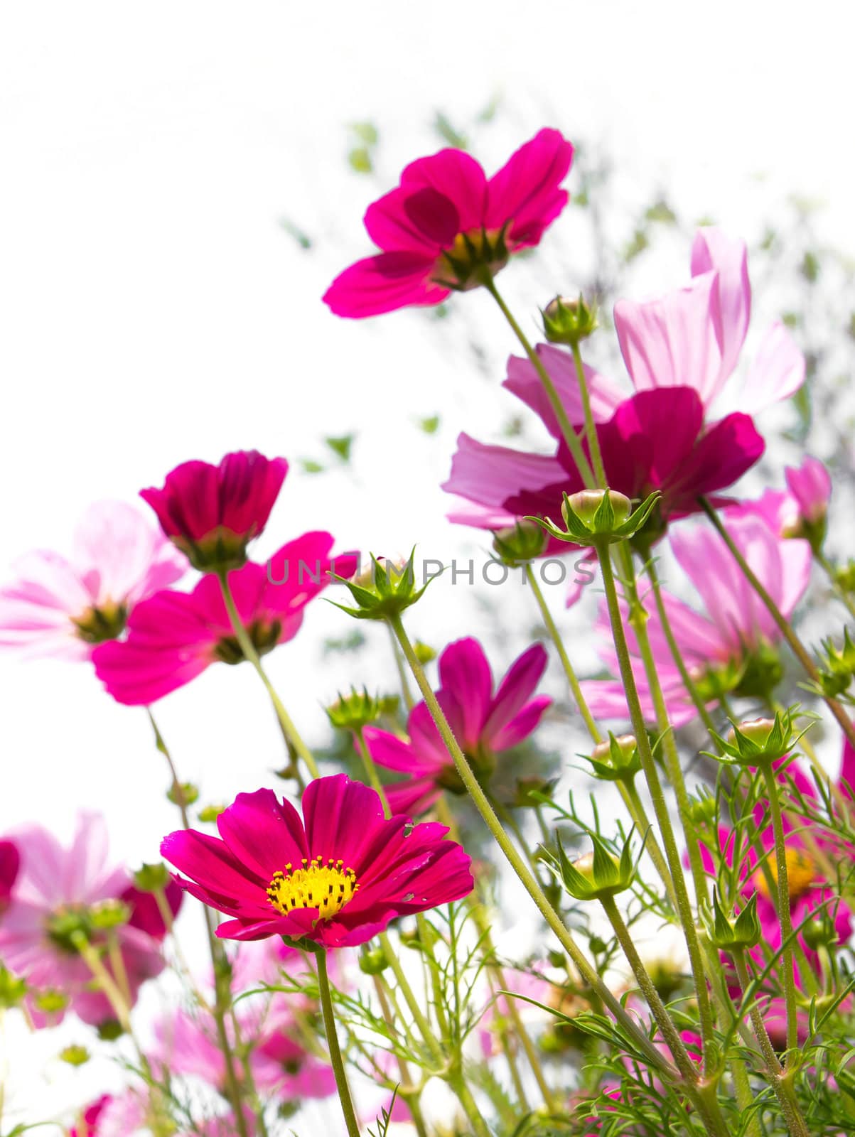 pink cosmos flower over white background