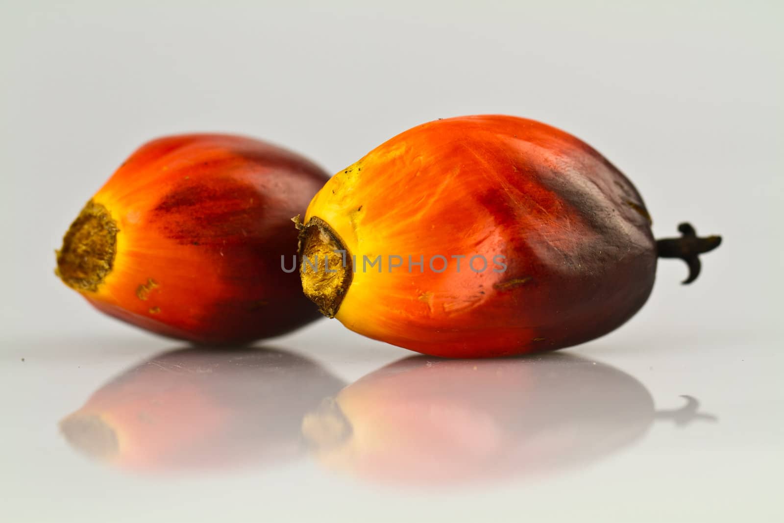 two oil palm seed on a reflecting white surface