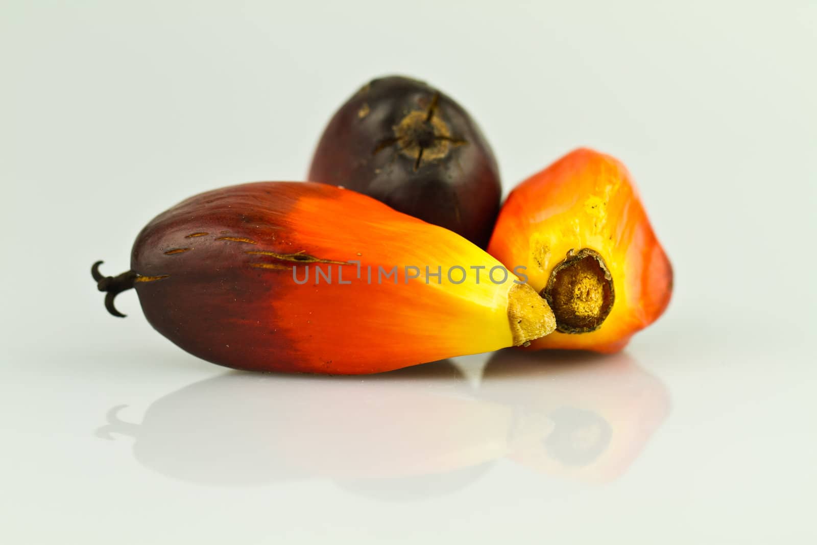 three oil palm seed on a reflecting white surface