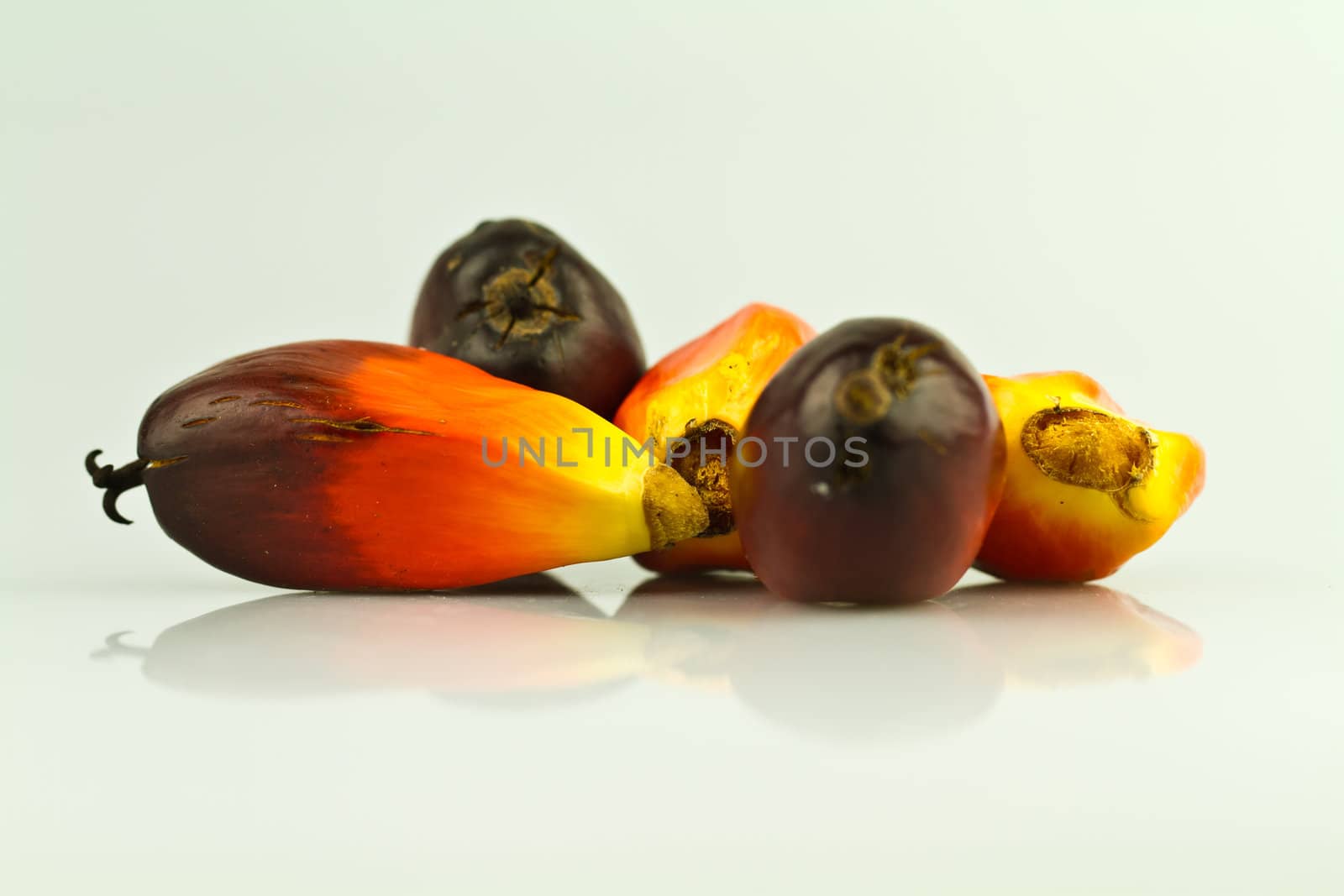 oil palm seeds on a reflecting white surface