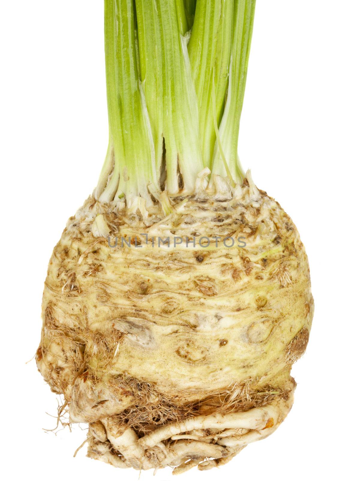 celery root (celeriac) by PixelsAway