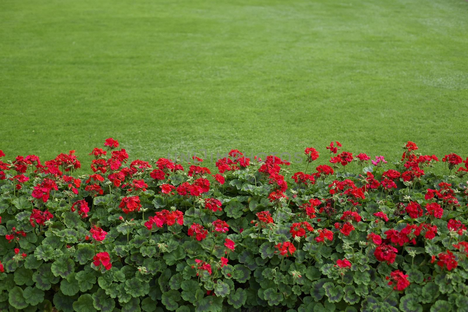lawn with red geraniums by studiovitra