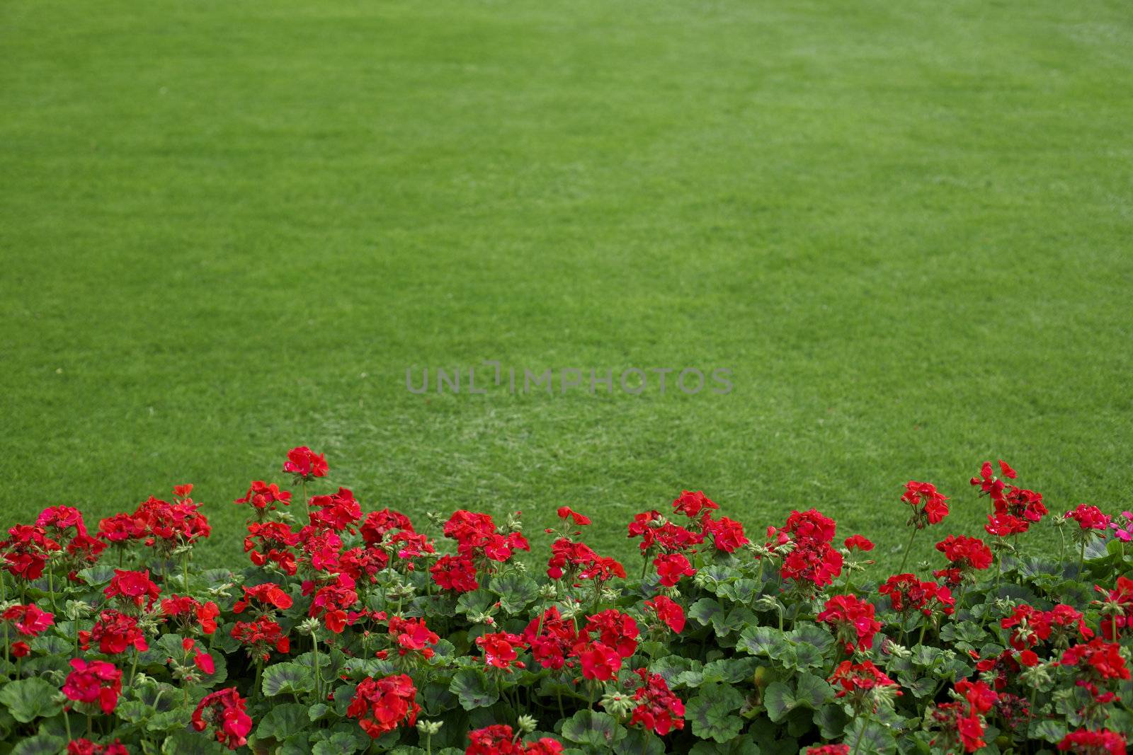 lawn with red geraniums in the foreground
