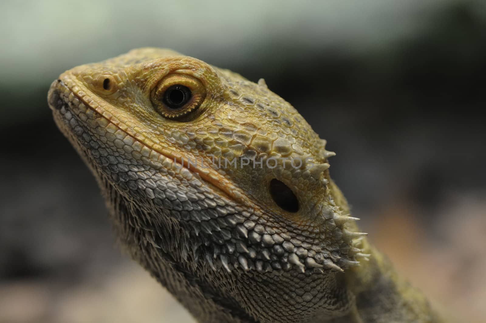 Barbed Agama - Pogona vitticeps, a little reptile living in australia.