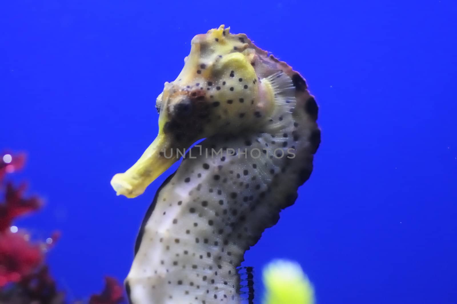 Beautiful seahorse swimming with blue background.