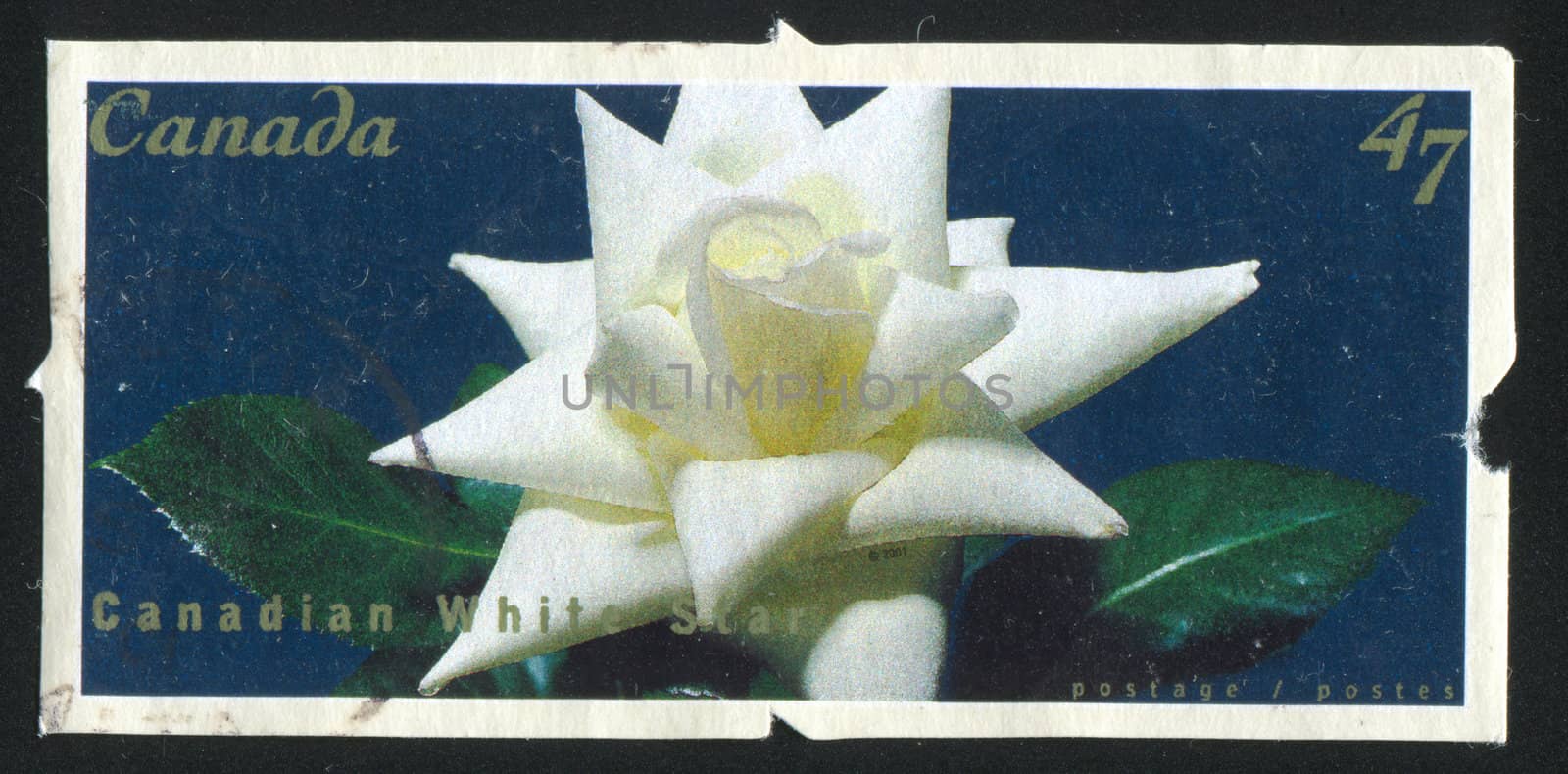 CANADA - CIRCA 2001: stamp printed by Canada, shows Rose Canadian White Star, circa 2001