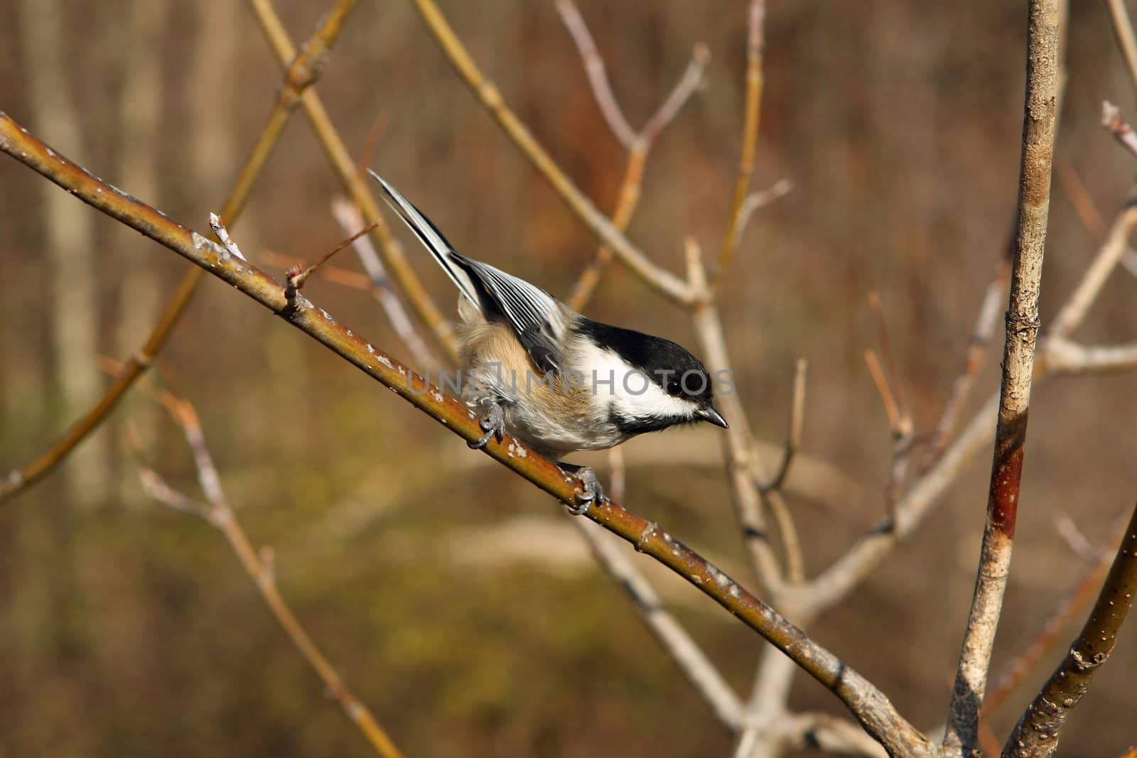 Black-capped Chickadee Perched