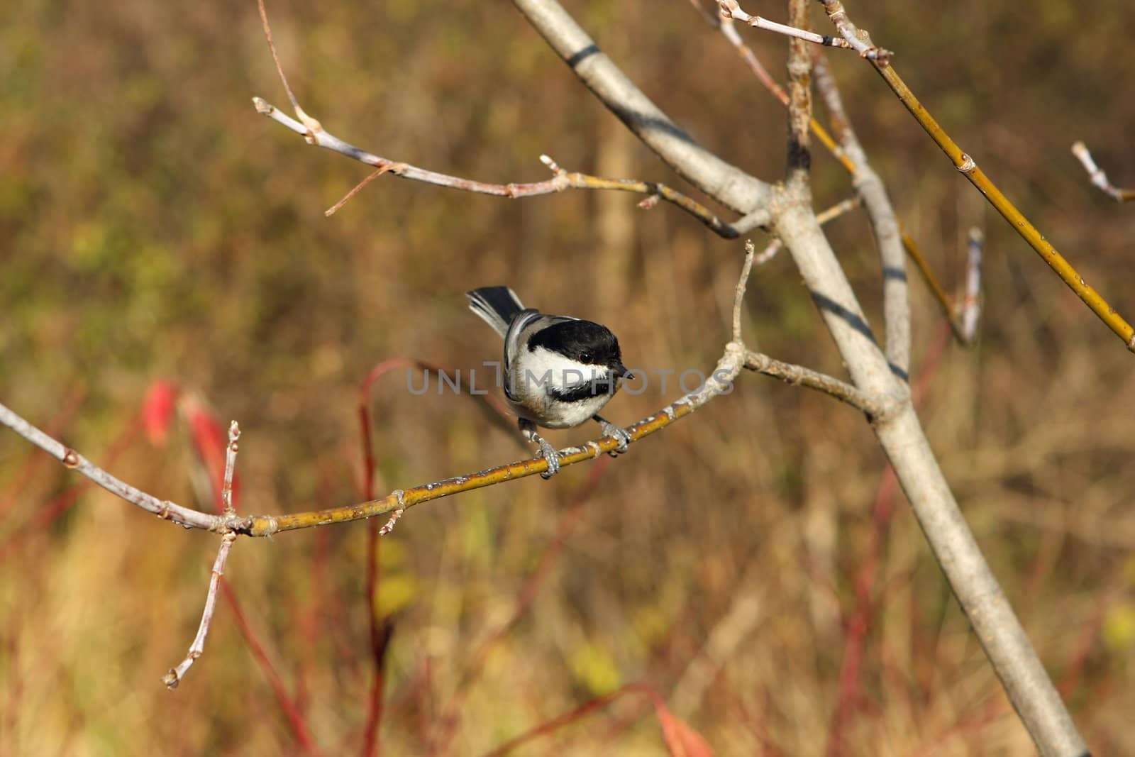 Black-capped Chickadee Perched