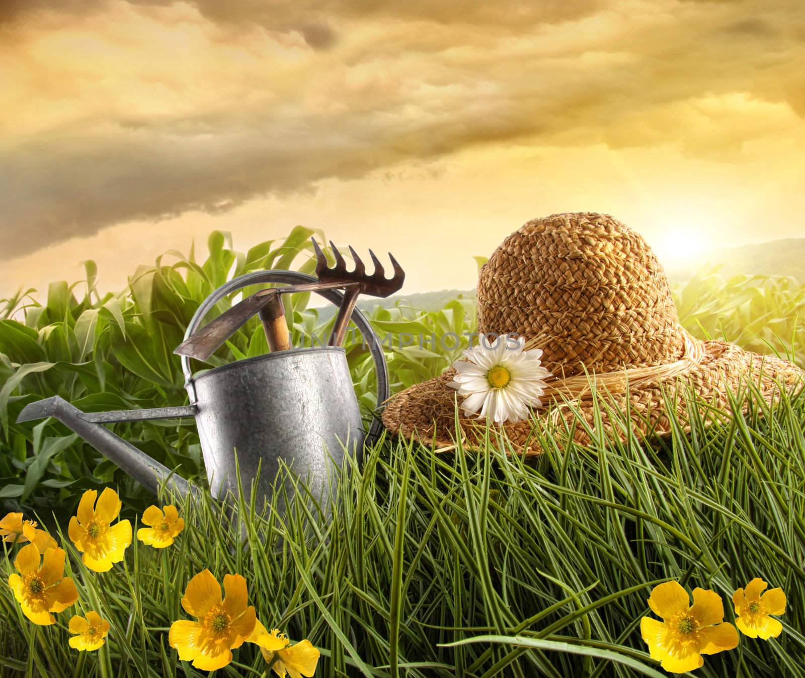 Water can and straw hat laying in field of corn with sun