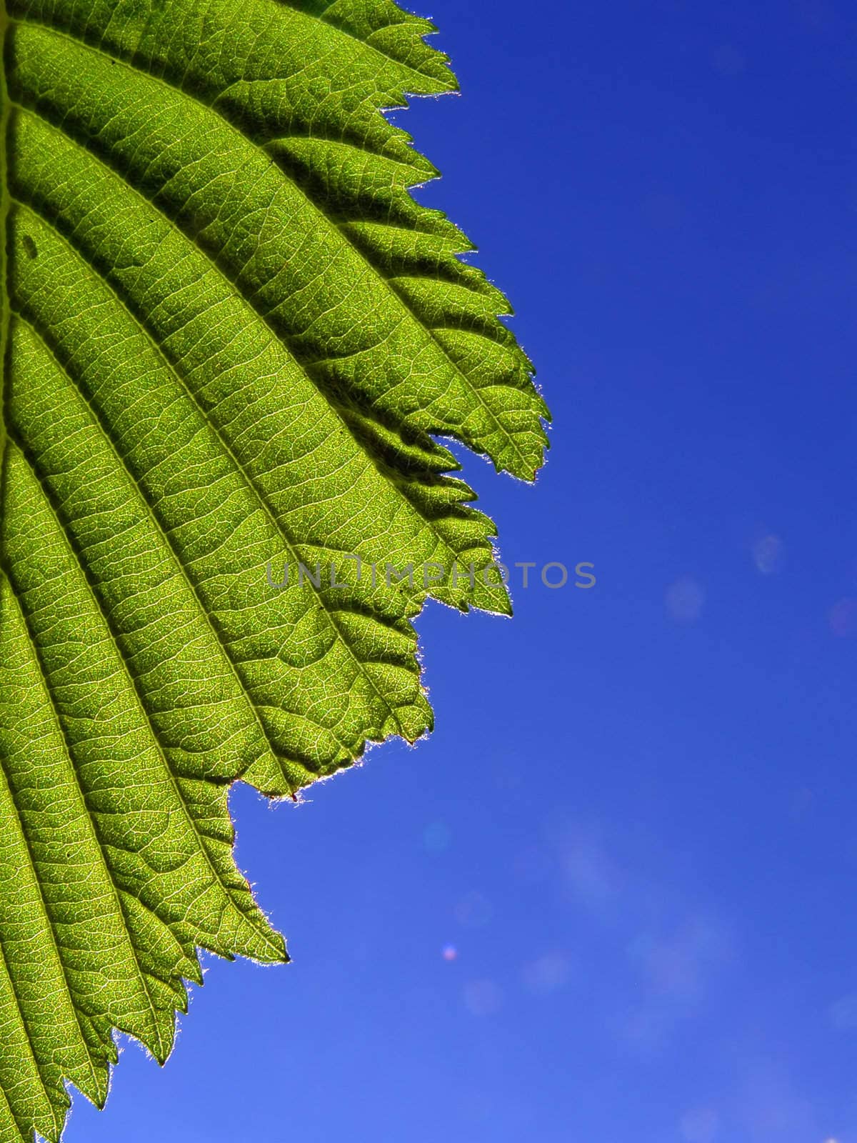 edge of the sheet of the birch on background blue sky