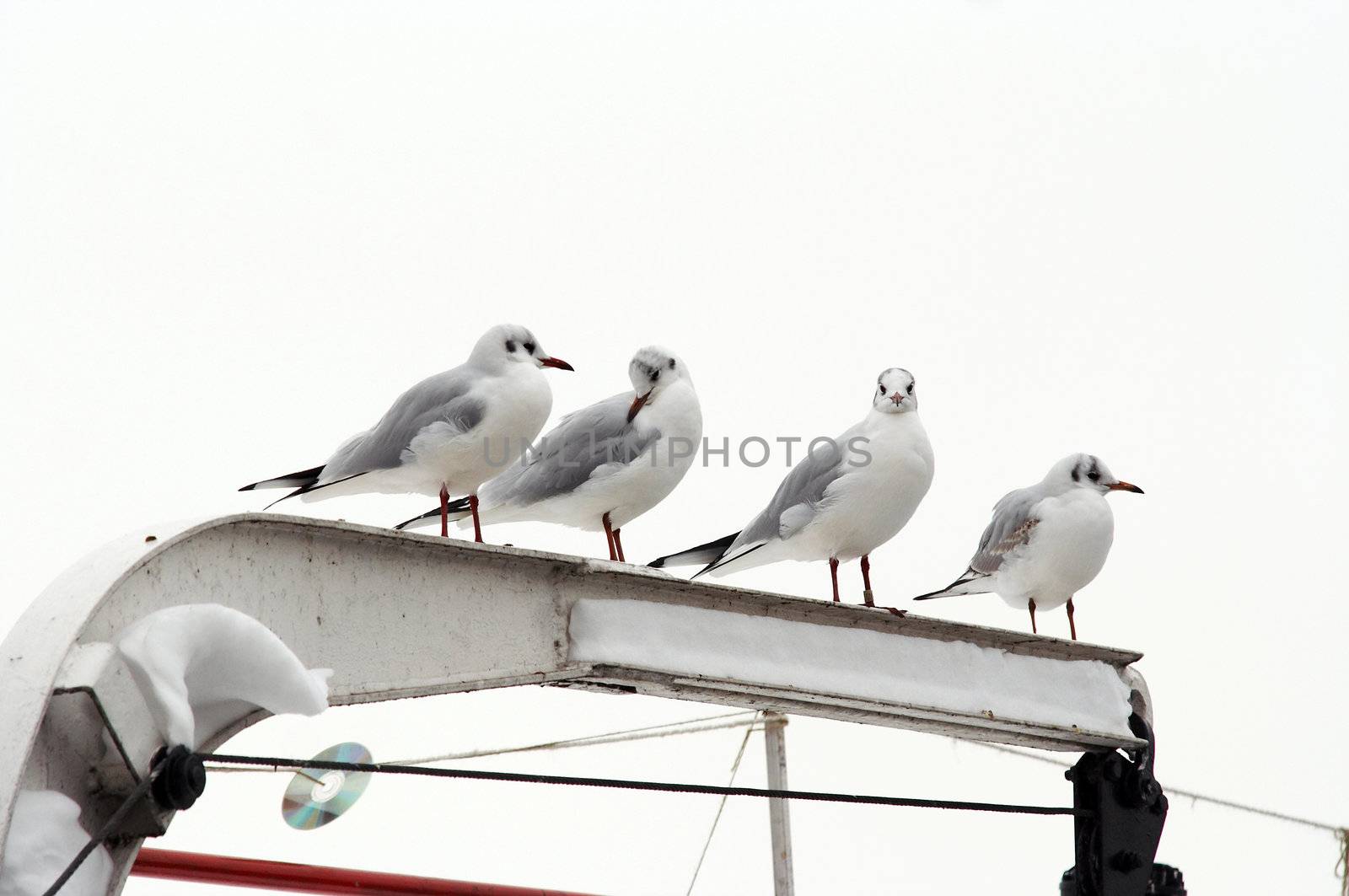 Shot of the gull - laughing gull - gulls on the roost