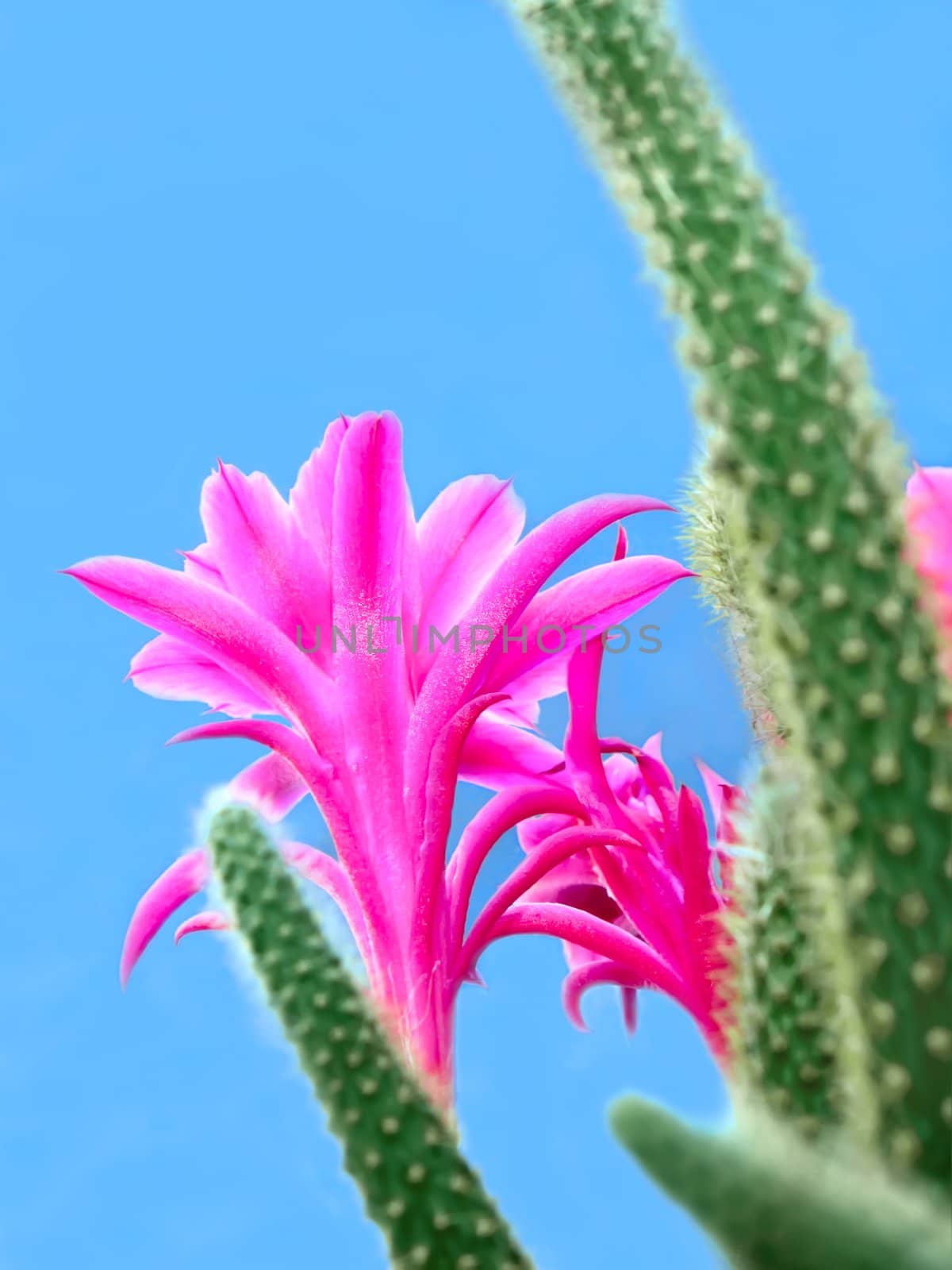 Cactus flowers by qiiip