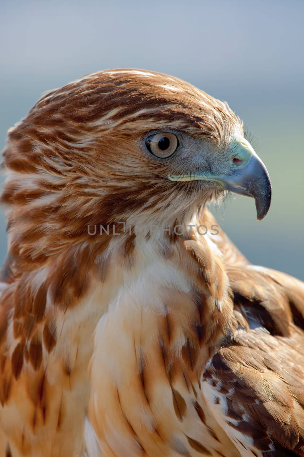 Fantastic eagle of red tail (Buteo jamaicensis) posing placidly