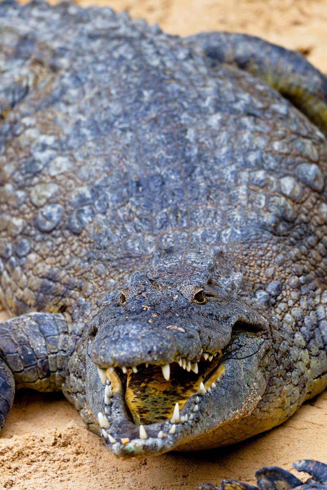 A beautiful specimen of nile crocodile, Crocodylus niloticus