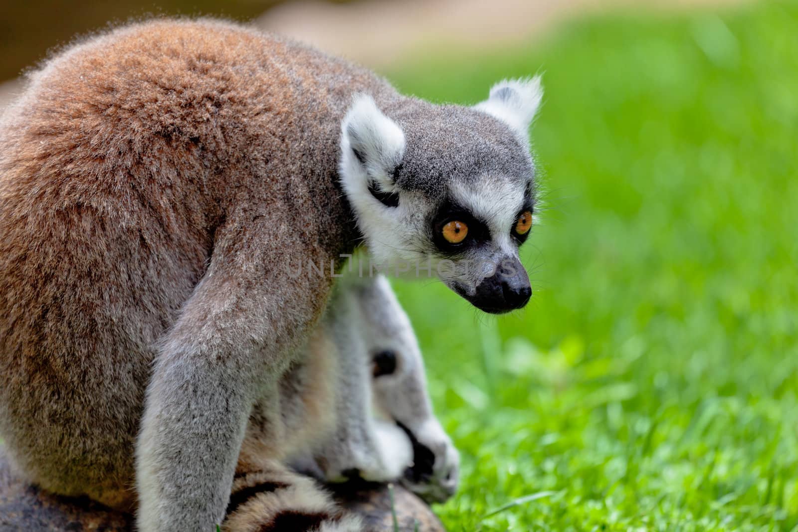Beautiful specimen of Lemur of ring-shaped tail taking up a curious pose