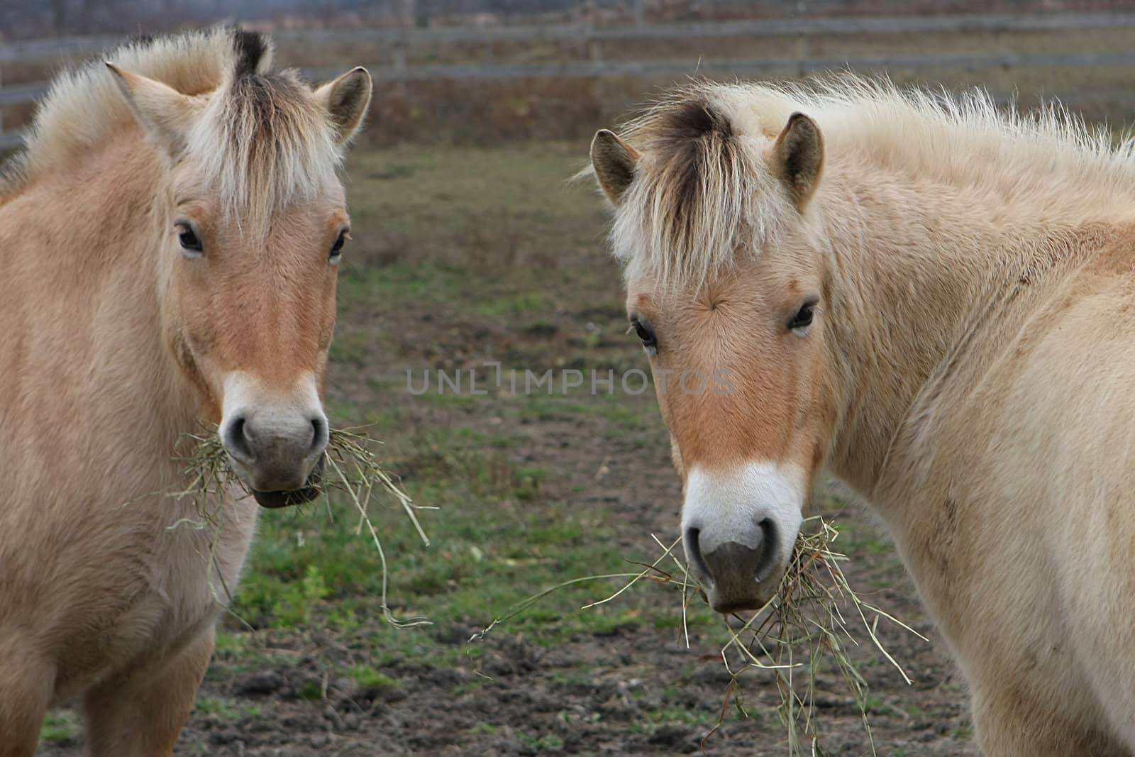 Norwegian Fjord horse in field