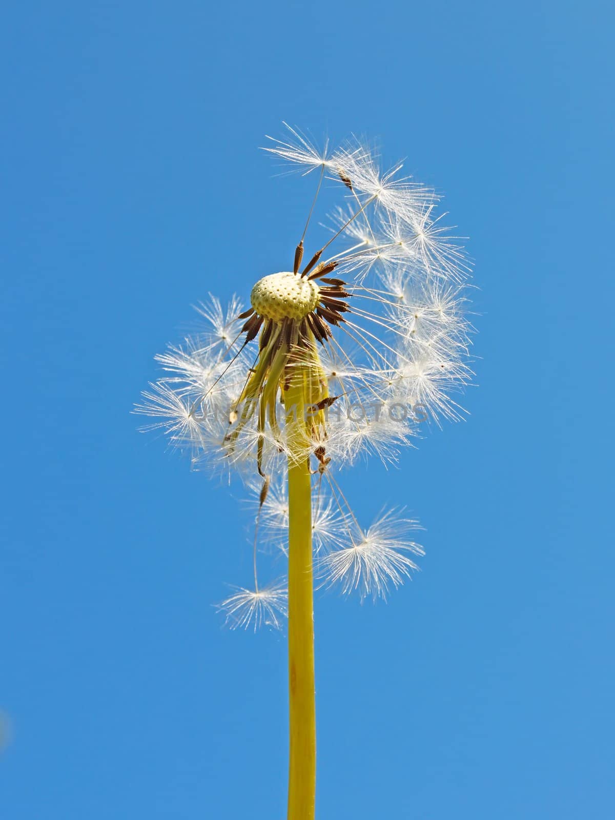 Blowball against the background of a blue sky