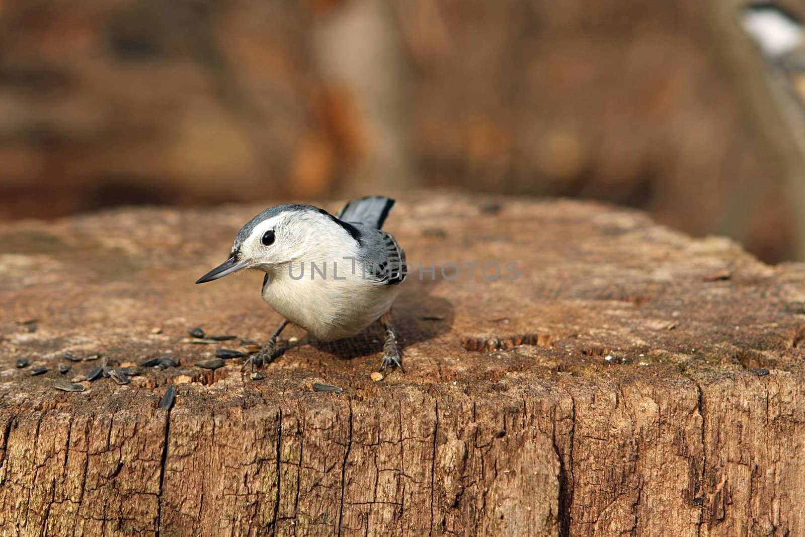 White-breasted Nuthatch Sitta carolinensis perched and feeding