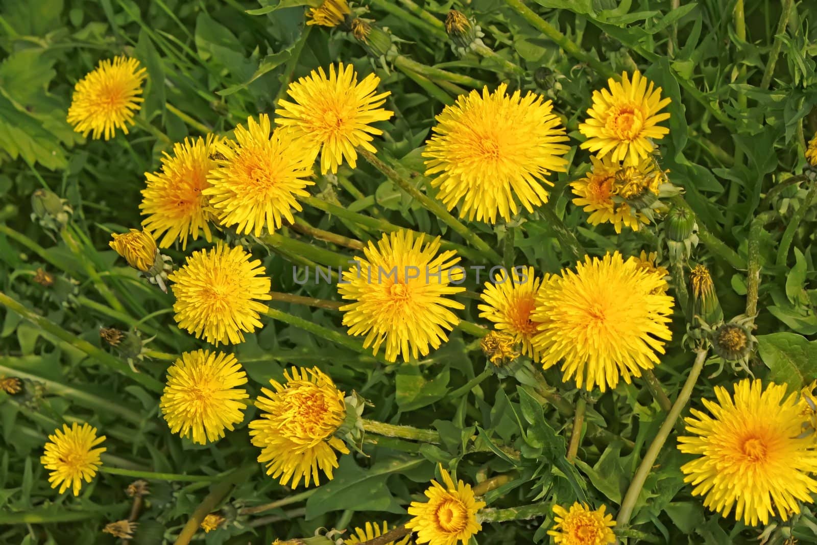 Flowering yellow dandelions by qiiip