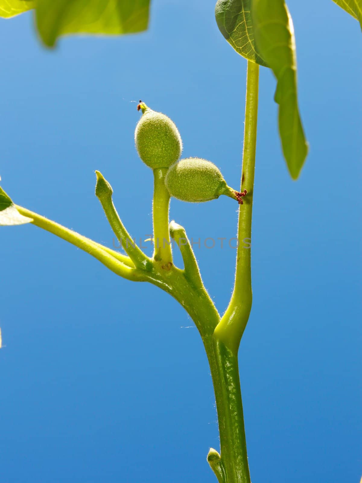 Young small green fruits of walnut by qiiip