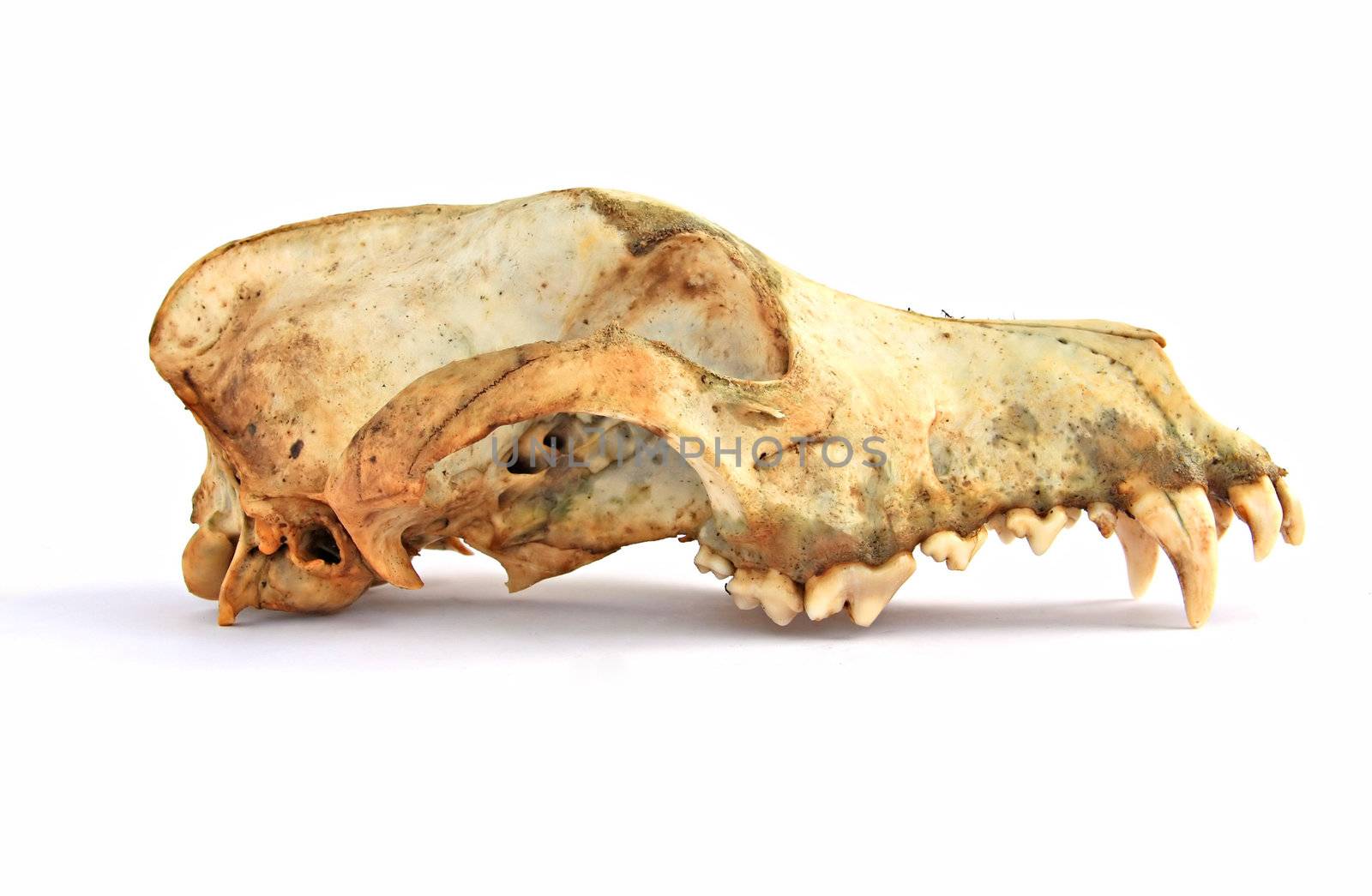 skull of the dog