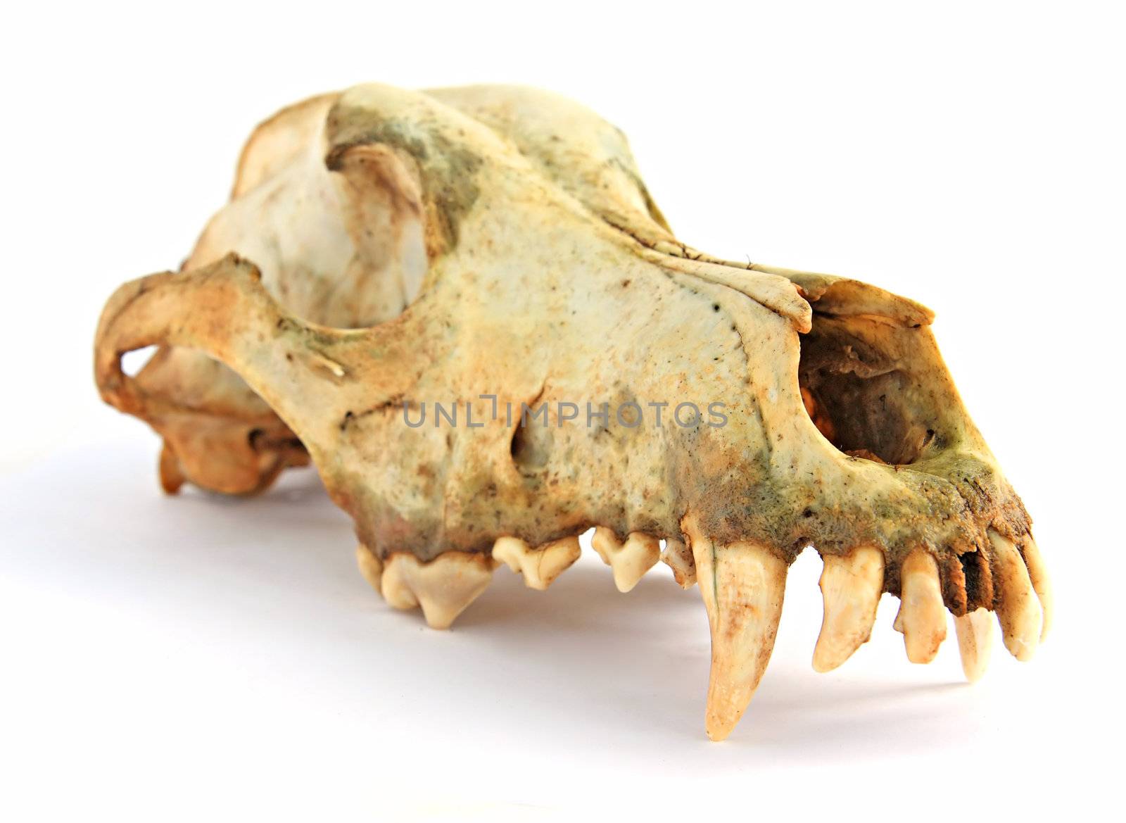 skull of the dog