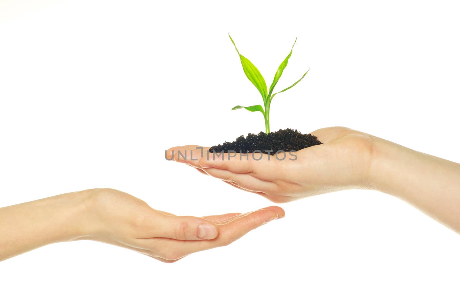 plant in hands isolated on white background