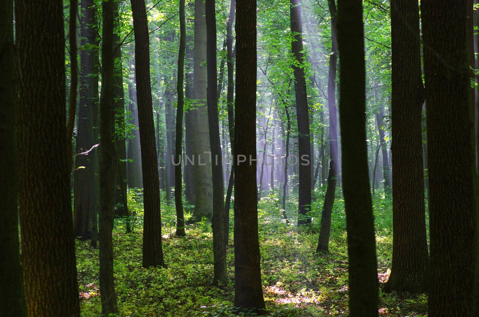 green forest background in a sunny day