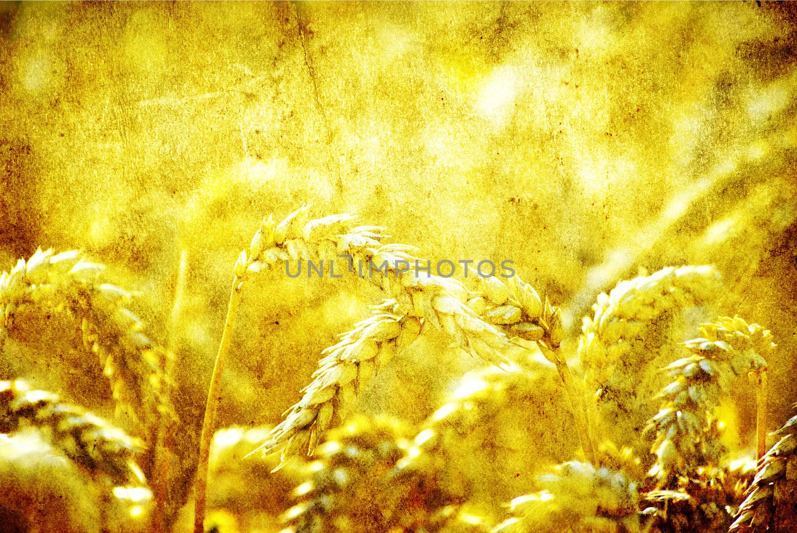grain ready for harvest growing in a farm field