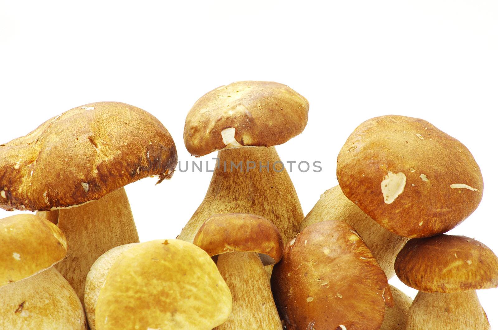 boletus edulis mushrooms on over white background