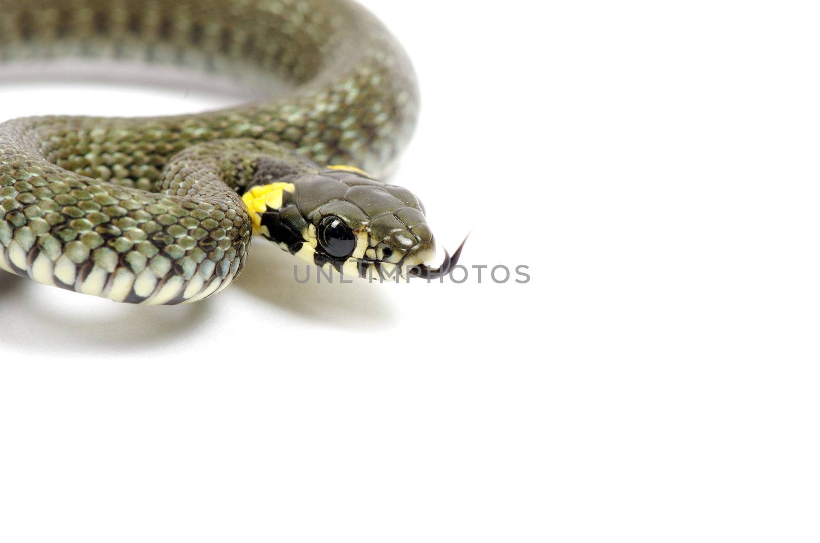 snake isolated on white background