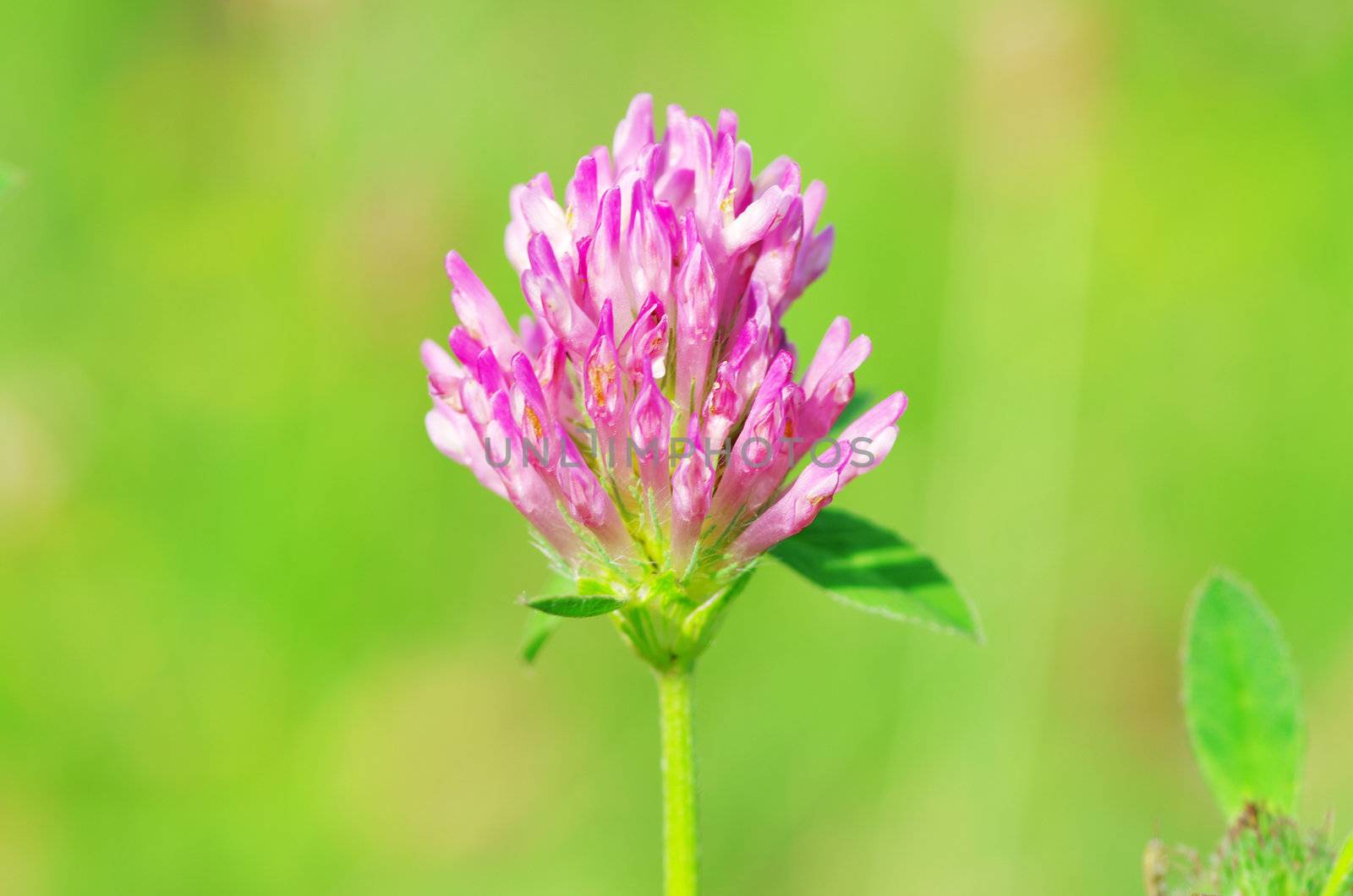 red flower clovers on green background
