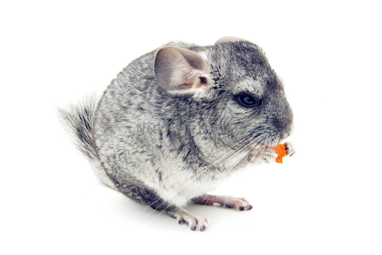 gray chinchilla isolated on white