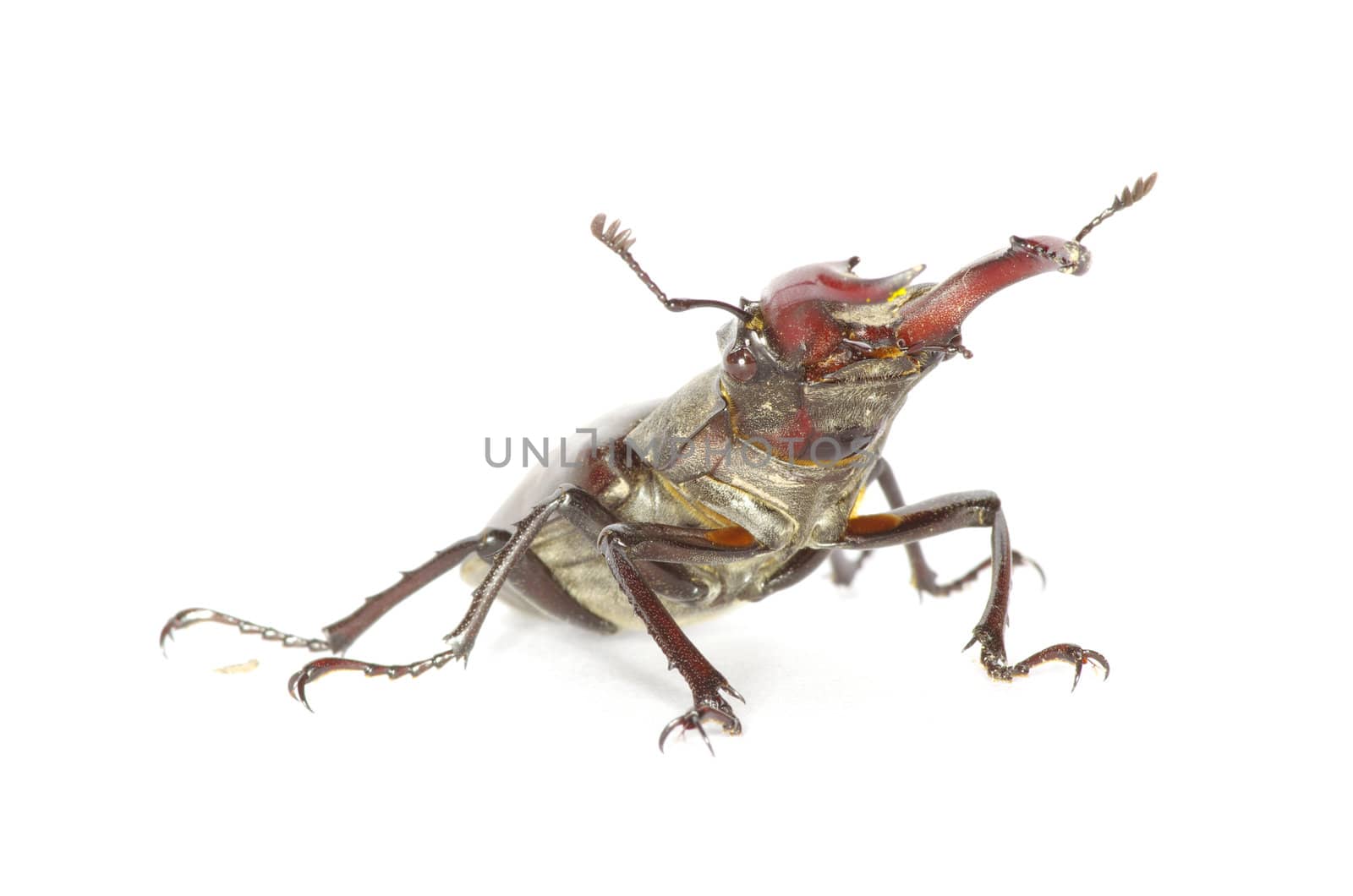 Stag beetle on the white background