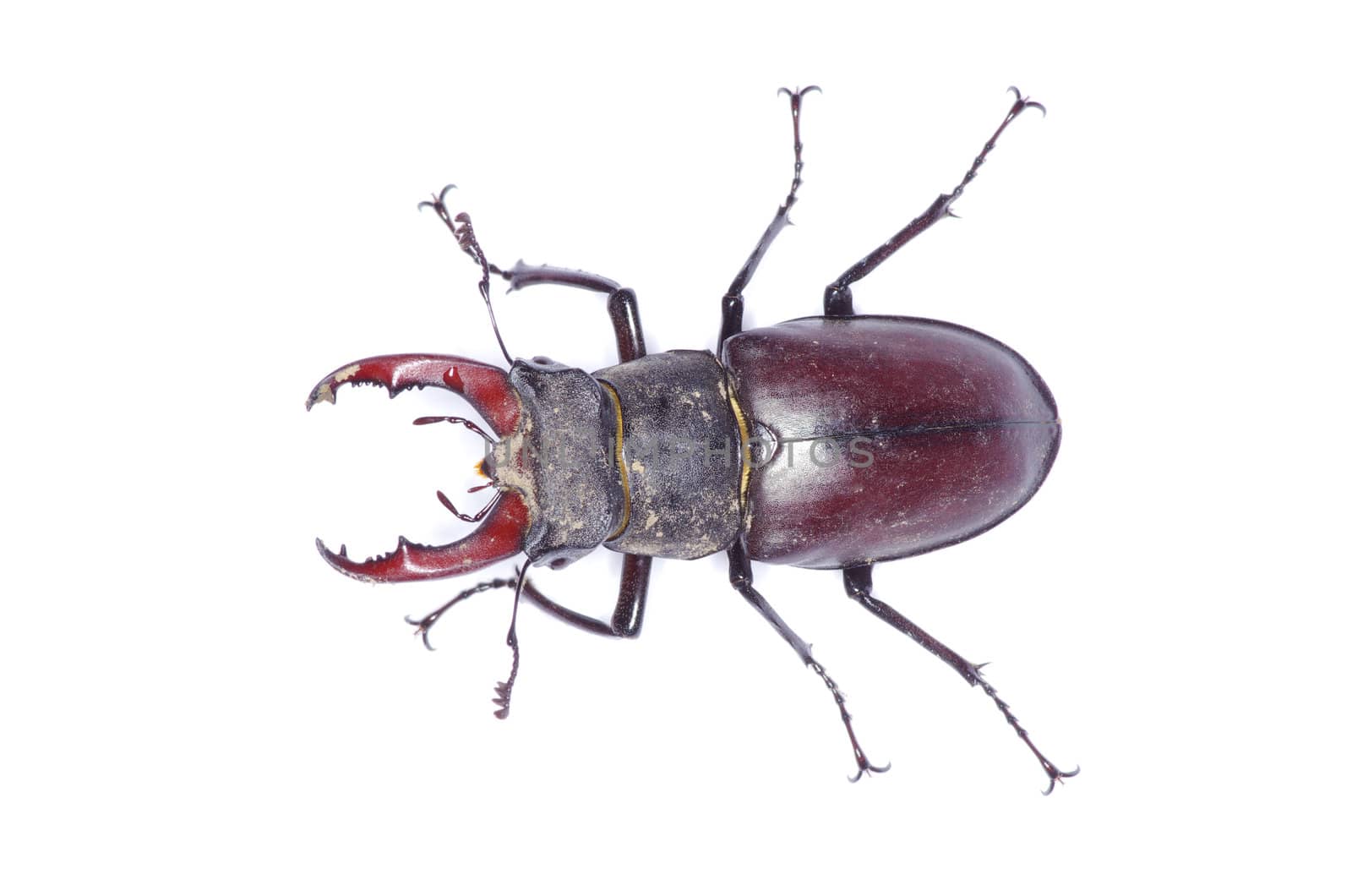 Stag beetle on the white background
