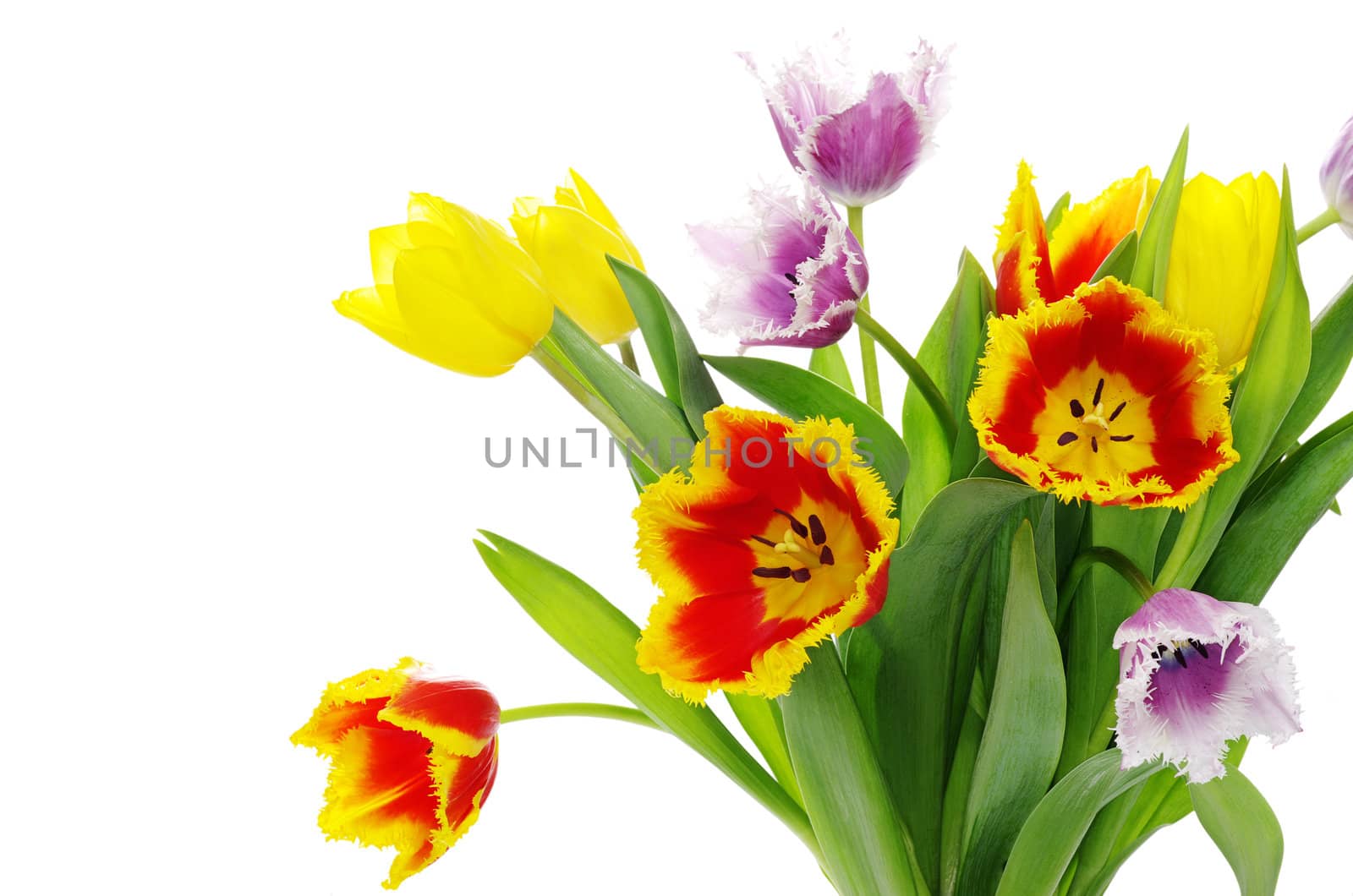 bouquet of the tulips on white background
