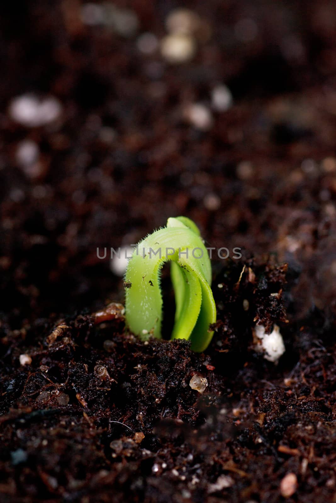 Smal green plant begins to shoot