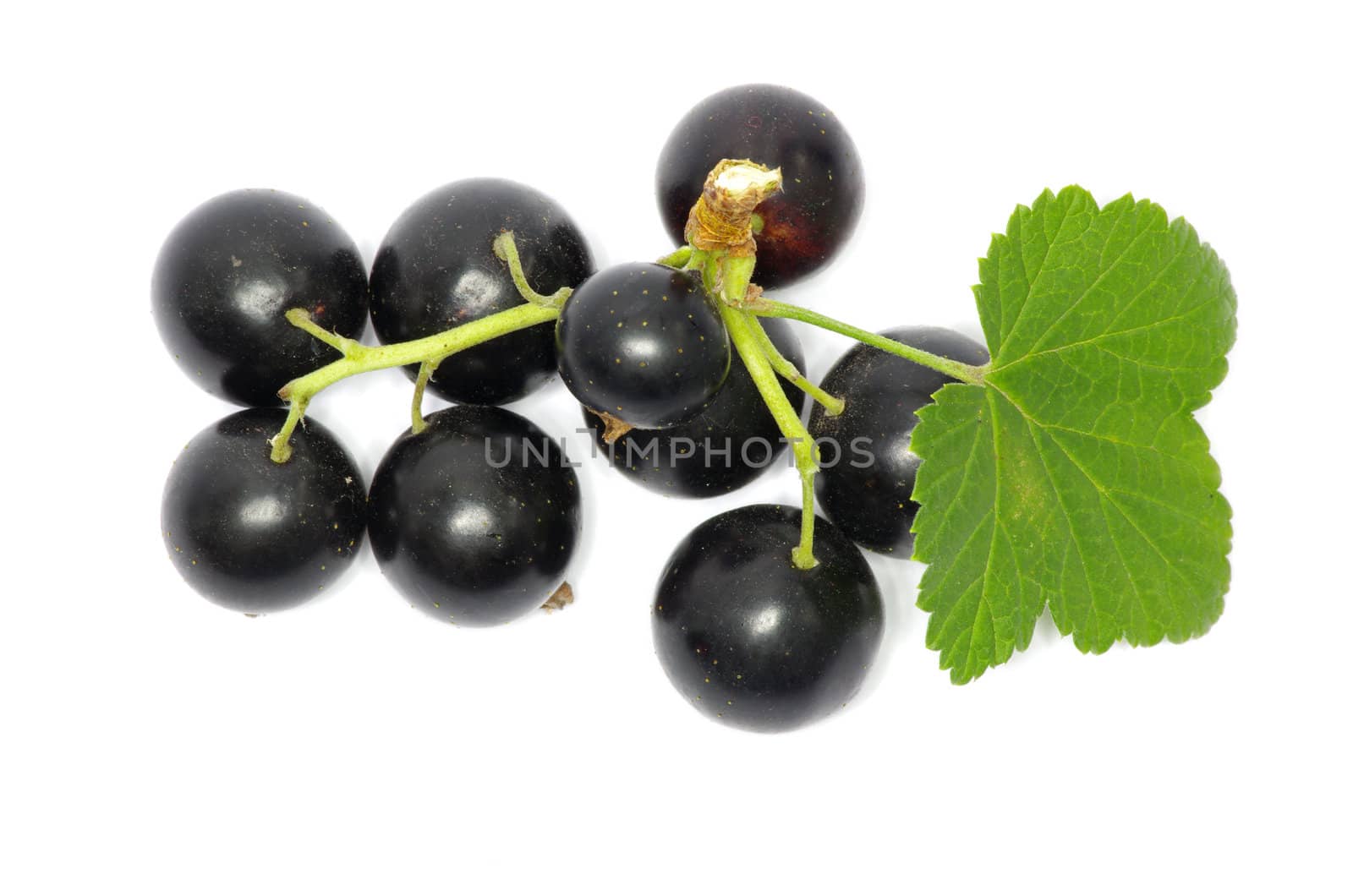 branch of black currant fruits isolated on white background